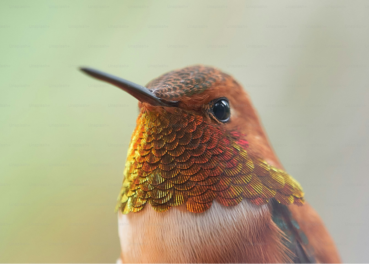 Lovebird